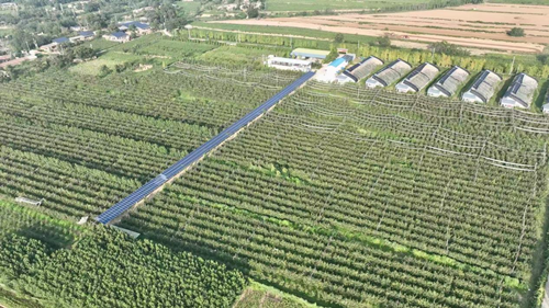 心怡家庭农场：梨香飘