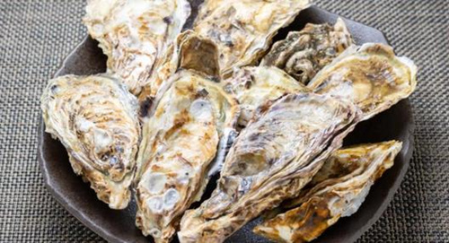 日本广岛牡蛎大规模异