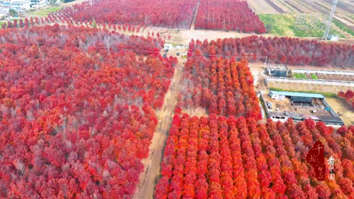 山东兰山：红枫似火染