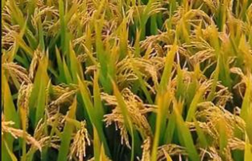 印度政府高调宣布超越中国，印媒一针见血