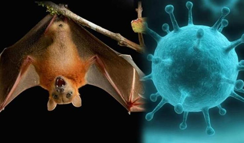 孟加拉国出现尼帕病毒感染病例