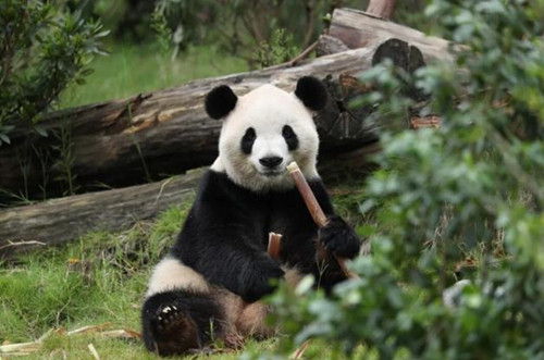 中美开启新一轮大熊猫