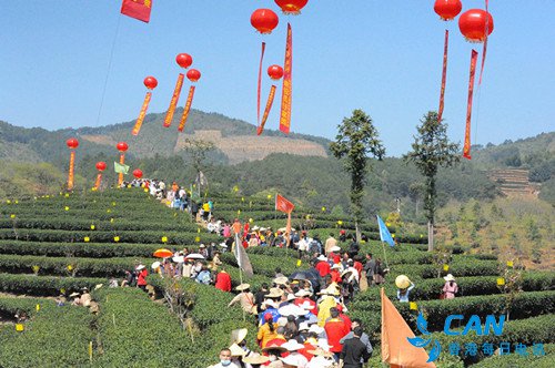 星溪富美迎来“第三届中国政和白茶开茶节”