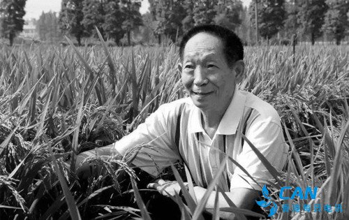 中国“杂交水稻之父”袁隆平逝世