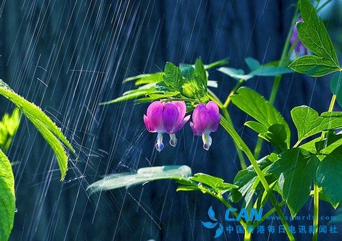 雨，润泽灵魂的柔美