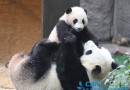 中美两国第一夫人致贺辞为旅美大熊猫贝贝“庆生” 　