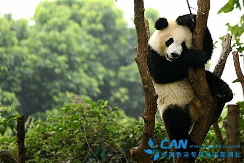 莫斯科动物园盼引进大熊猫 将派人员到中国取经
