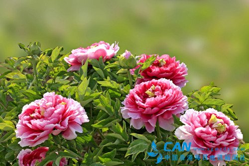 人大代表王绣：呼吁牡丹成为“国花” 以法律形式确定