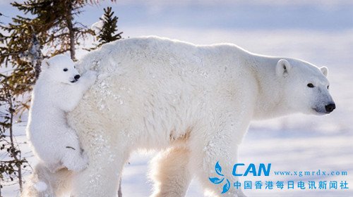 32℃不等于北极变热