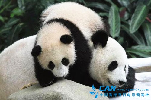太贵了养不起？！马来西亚要把两只大熊猫送还中国？