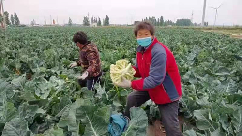 安阳县：网络公益不断线  政民联手纾农困