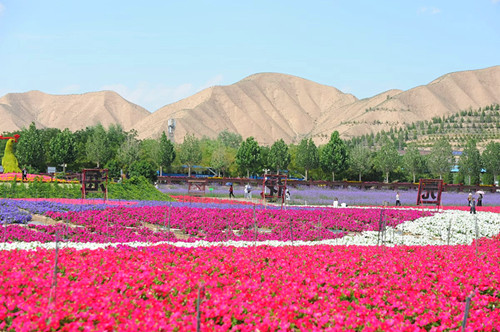 凤园花海，花香四溢