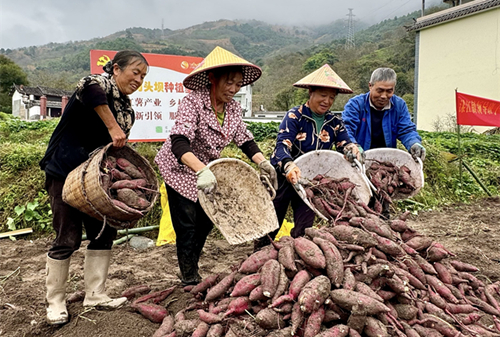 亿栗薯大丰收  共筑振兴梦