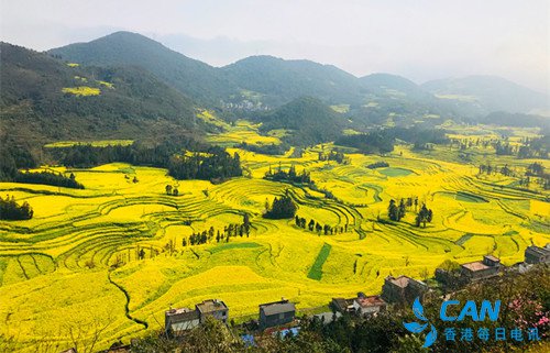云南罗平：大地春意浓   百万亩油菜花魅力绽放迎客来