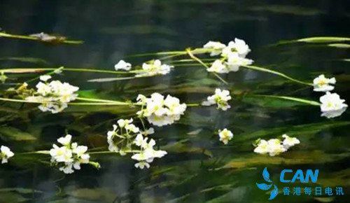 植物中的环境观测员――海菜花