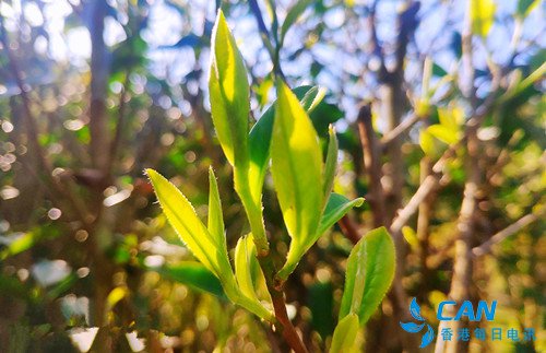 吴莠榕和她的荒野茶