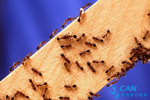 红火蚁已经传播至中国12省份