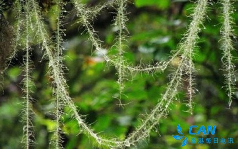 植物中的环境监测员――松萝