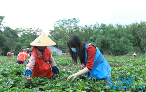 产业振兴号角响 英德红茶美名扬