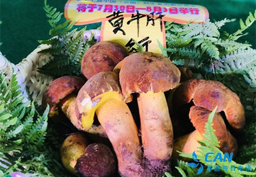 第十七届中国(云南)野生食用菌交易会7月30日在易门启幕