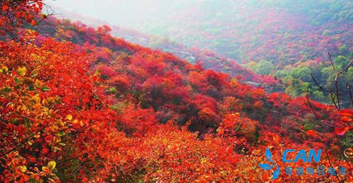 竹林长寿山：万亩红叶喜迎八方游客