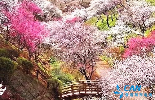 走进最美四月天 香港每日电讯